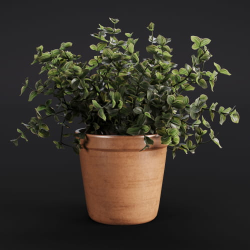 Callisia Repens Care 19 AM282 Archmodels