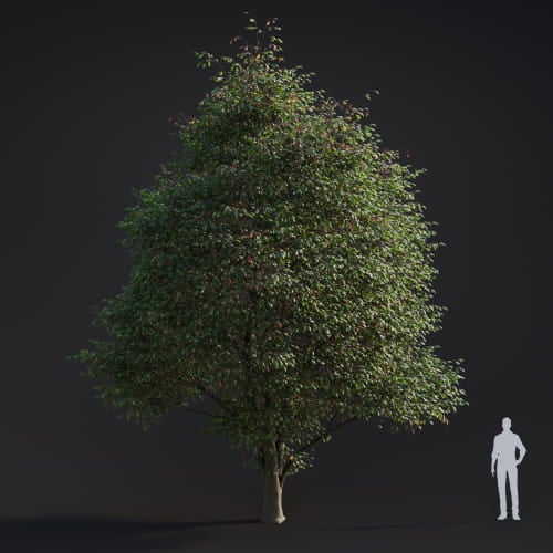 Alnus rubra 1 AM283 Archmodels