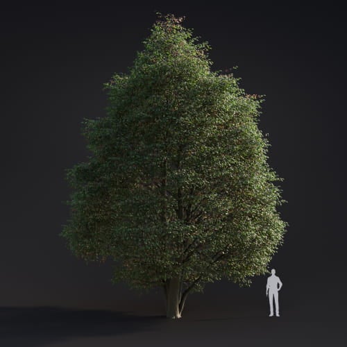 Alnus rubra 2 AM283 Archmodels