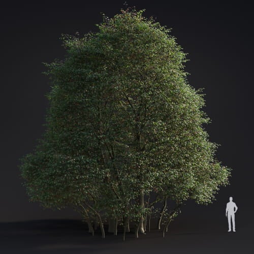 Alnus rubra 3 AM283 Archmodels