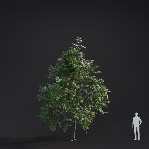 Ulmus laevis 5 AM283 Archmodels