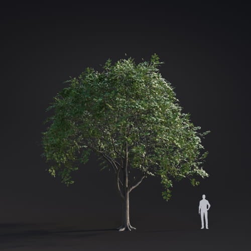 Ulmus laevis 6 AM283 Archmodels