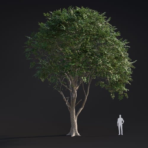 Ulmus laevis 7 AM283 Archmodels