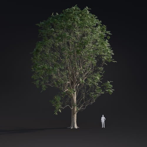 Ulmus laevis 8 AM283 Archmodels