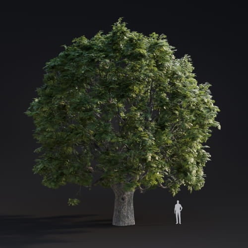 Juglans Major 9 AM283 Archmodels