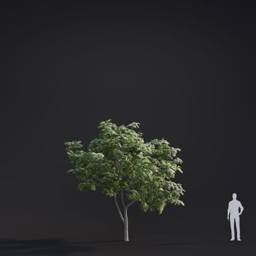 Juglans Major 10 AM283 Archmodels