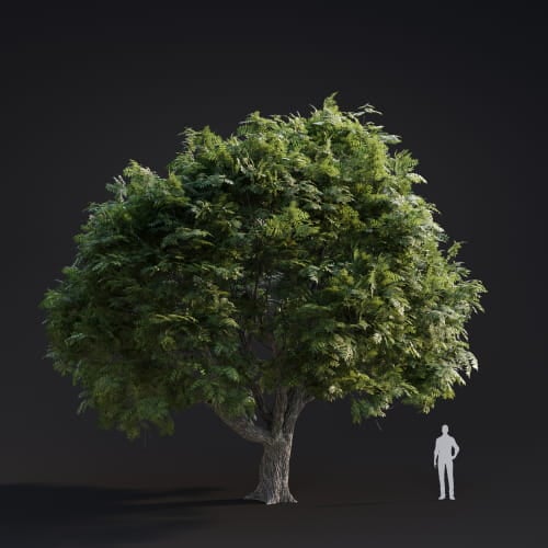Juglans Major 11 AM283 Archmodels