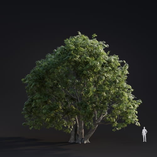 Juglans Major 12 AM283 Archmodels