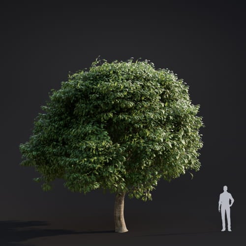 Quercus Robur 13 AM283 Archmodels