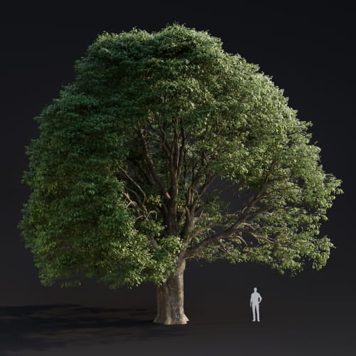 Quercus Robur 15 AM283 Archmodels