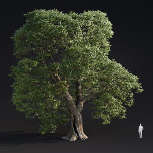 Quercus Robur 16 AM283 Archmodels
