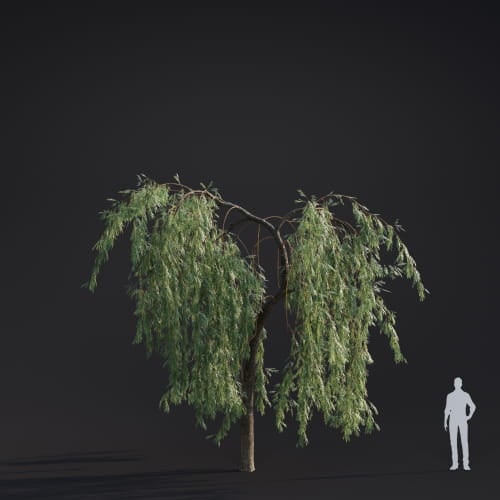 Salix babylonica 17 AM283 Archmodels