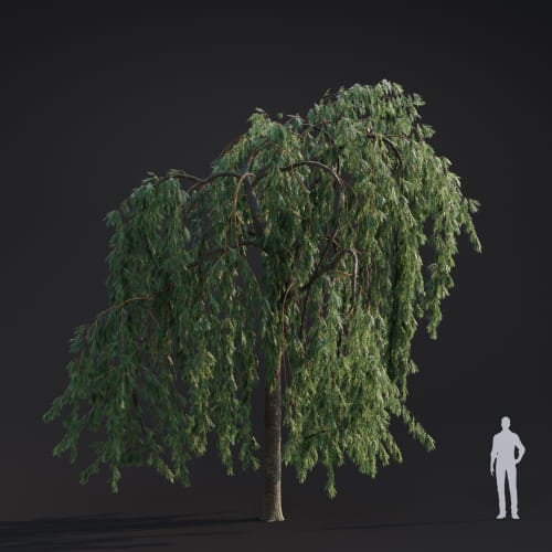 Salix babylonica 18 AM283 Archmodels