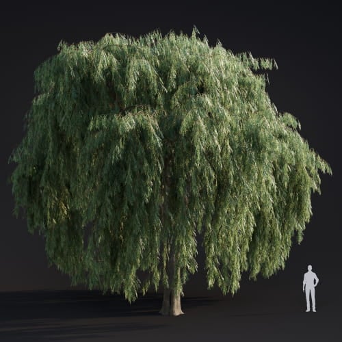 Salix babylonica 19 AM283 Archmodels