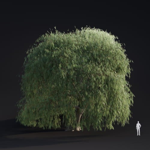 Salix babylonica 20 AM283 Archmodels