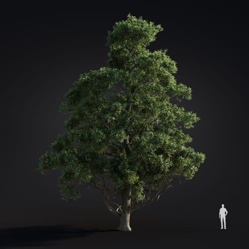 Alnus japonica 21 AM283 Archmodels