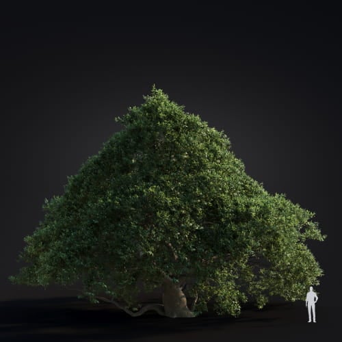 Alnus japonica 22 AM283 Archmodels