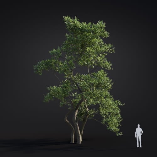 Alnus japonica 23 AM283 Archmodels