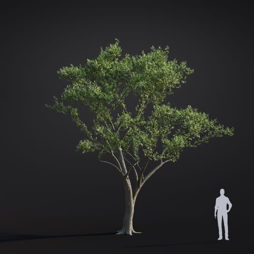 Alnus japonica 24 AM283 Archmodels