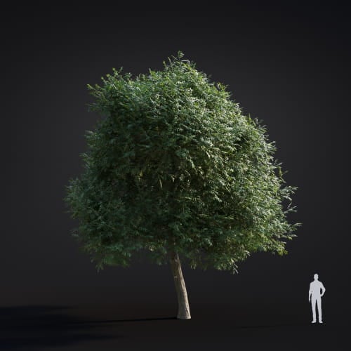 Fraxinus pennsylvanica 25 AM283 Archmodels