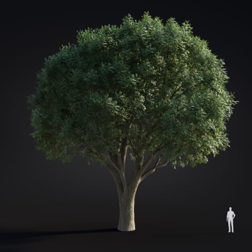 Fraxinus pennsylvanica 26 AM283 Archmodels