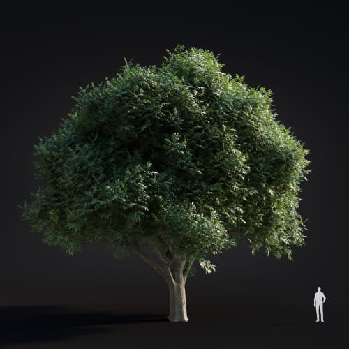 Fraxinus pennsylvanica 27 AM283 Archmodels