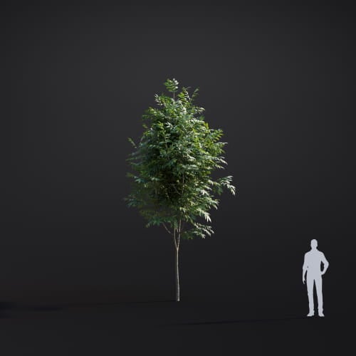 Fraxinus pennsylvanica 28 AM283 Archmodels