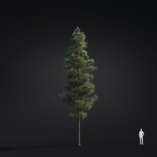Pinus ponderosa 29 AM283 Archmodels