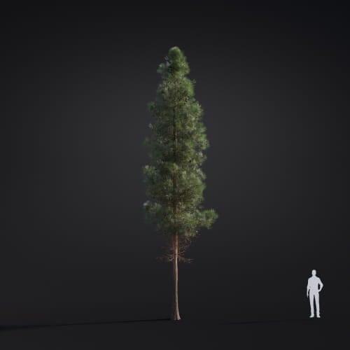 Pinus ponderosa 30 AM283 Archmodels
