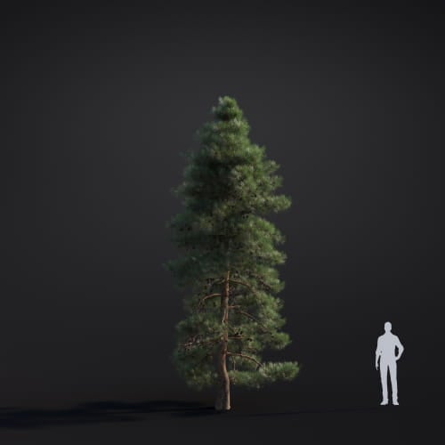 Pinus ponderosa 31 AM283 Archmodels