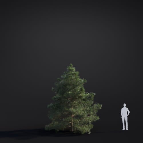 Pinus ponderosa 32 AM283 Archmodels