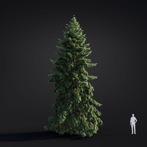 Abies grandis 34 AM283 Archmodels