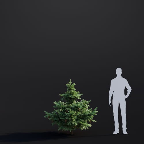 Abies grandis 36 AM283 Archmodels
