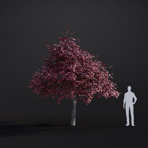 Fagus sylvatica 37 AM283 Archmodels
