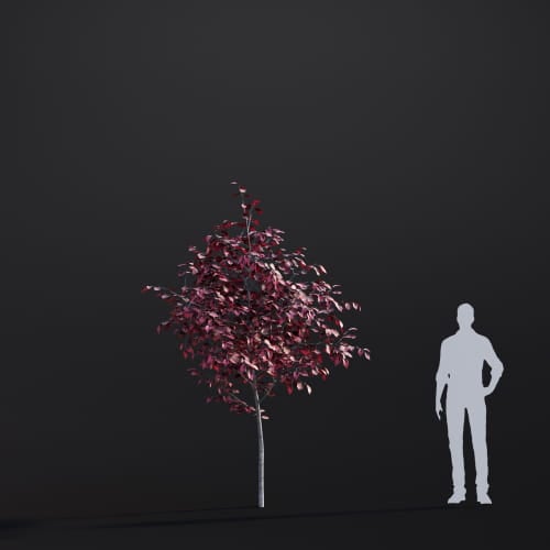 Fagus sylvatica 38 AM283 Archmodels