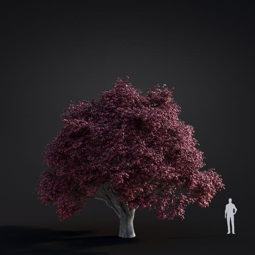 Fagus sylvatica 39 AM283 Archmodels
