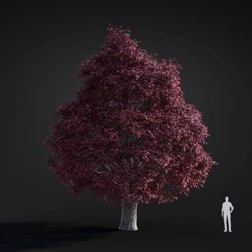 Fagus sylvatica 40 AM283 Archmodels