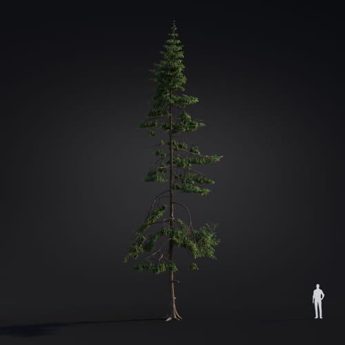 Tsuga heterophylla 41 AM283 Archmodels