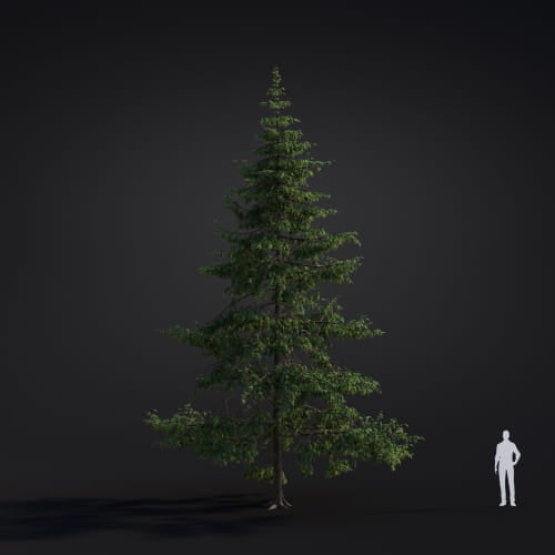 Tsuga heterophylla 42 AM283 Archmodels