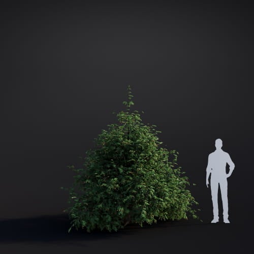 Tsuga heterophylla 44 AM283 Archmodels