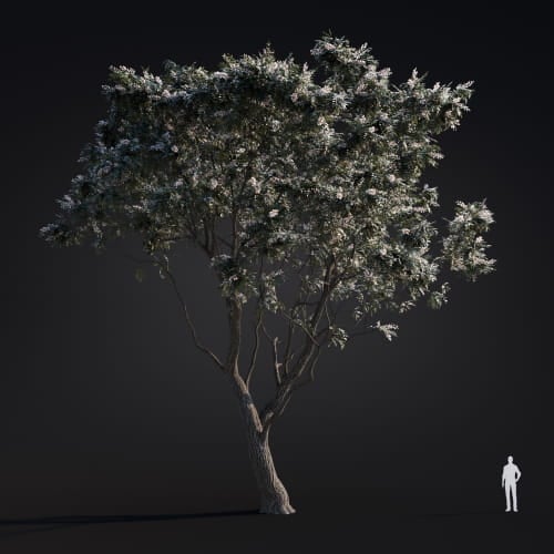 Robinia pseudoacacia 45 AM283 Archmodels
