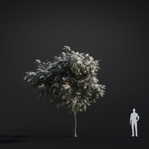 Robinia pseudoacacia 47 AM283 Archmodels