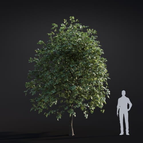 Platanus acerifolia 49 AM283 Archmodels