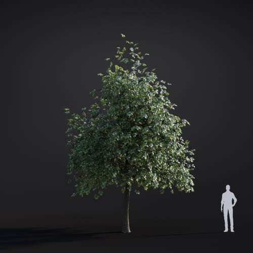Platanus acerifolia 50 AM283 Archmodels
