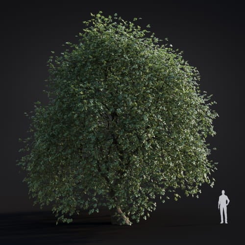 Platanus acerifolia 51 AM283 Archmodels