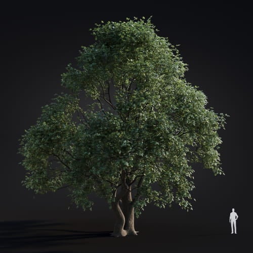 Platanus acerifolia 52 AM283 Archmodels