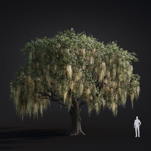 Quercus 56 AM283 Archmodels