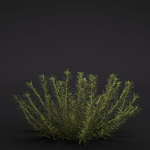 Salvia rosmarinus 1 AM286 Archmodels