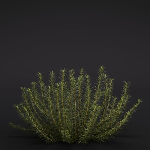 Salvia rosmarinus 2 AM286 Archmodels