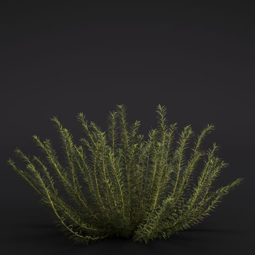 Salvia rosmarinus 3 AM286 Archmodels